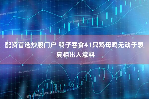 配资首选炒股门户 鸭子吞食41只鸡母鸡无动于衷 真相出人意料